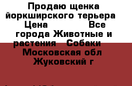 Продаю щенка йоркширского терьера  › Цена ­ 20 000 - Все города Животные и растения » Собаки   . Московская обл.,Жуковский г.
